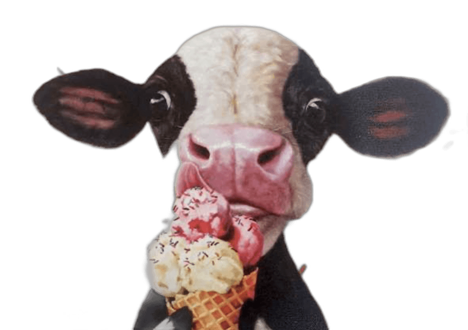 A happy cow with an ice cream cone